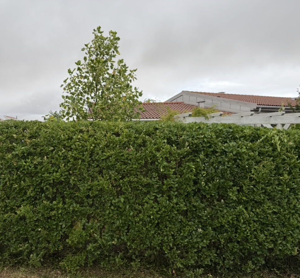 Häck — från vildvuxen till stram linje — efter